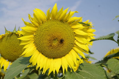 Close-up of bee on sunflower