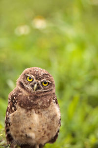 Baby burrowing owl athene cunicularia perched outside its burrow on marco island, florida