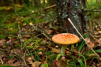 Close-up of mushroom growing on field