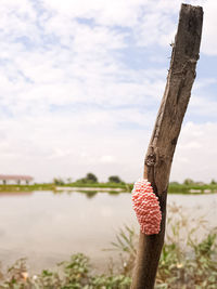 Close-up of wooden post on tree trunk by lake against sky