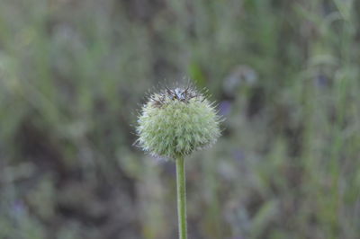 Close-up of dandelion flower