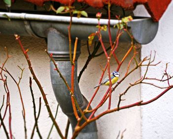 Close-up of plant