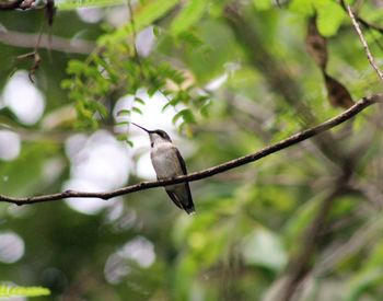 Low angle view of bird perching on tree