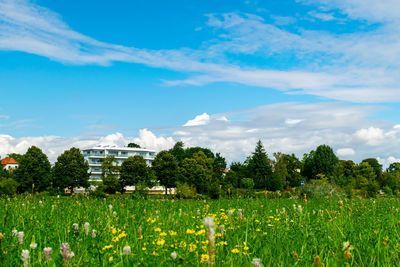 Scenic view of grassy field against sky