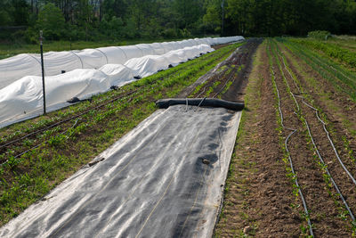 Long healthy rows of vegetables on an organic farm, white garden fabric row covers,  greenhouse