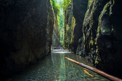 Scenic view of river flowing through forest