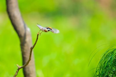 Close-up of insect on plant