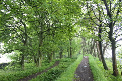 Road amidst trees in forest