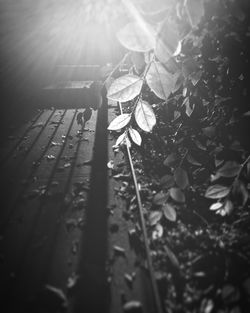Close-up of autumn leaves