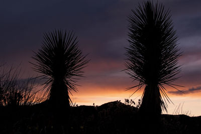 Silhouette tree on field against sky at night