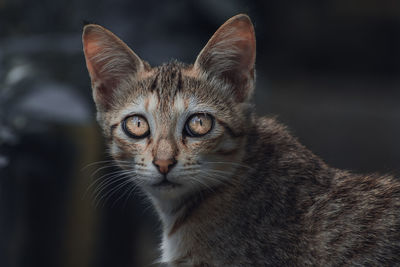 Close-up portrait of tabby cat