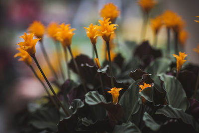 Close-up of yellow flowering plants on field