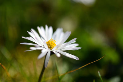 Close-up of white flowering plant