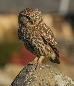 Close-up of owl perching on rock