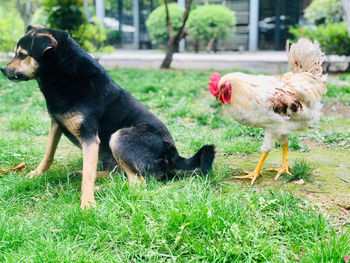 View of two dogs on field