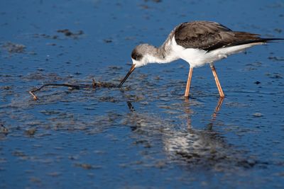 Side view of bird on lake