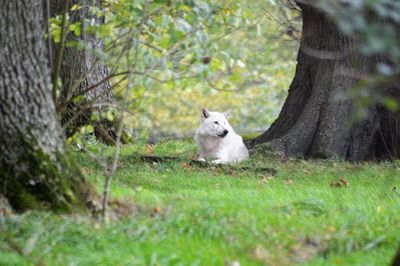 Portrait of sheep sitting on tree trunk