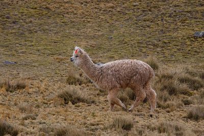Sheep standing on grass