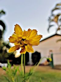 Close-up of yellow flower against clear sky