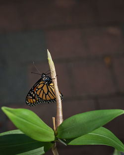 Butterfly on leaf