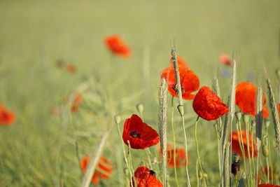 Close-up of red poppy flowers on field