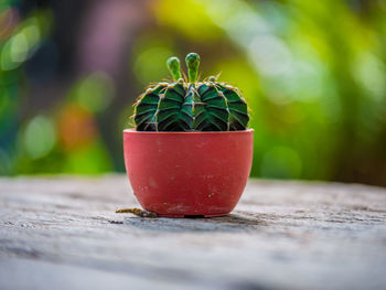 Take a photo beautiful cactus and bokeh background.