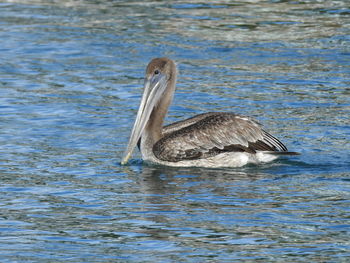 Side view of a bird in lake