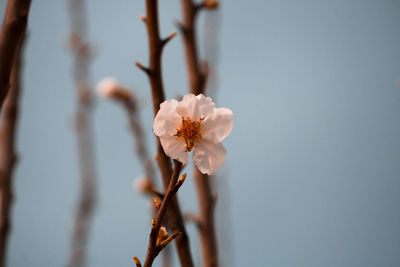 Close-up of white cherry blossoms in spring