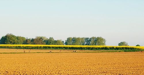 Scenic view of agricultural field against clear sky