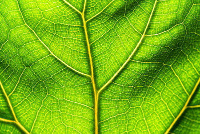 Close up of fresh green leaf texture of ficus lyrata against sunlight, macro photo.