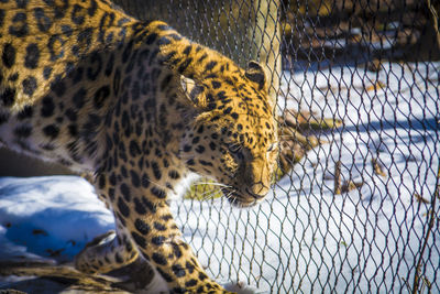 Leopard in a zoo with snow