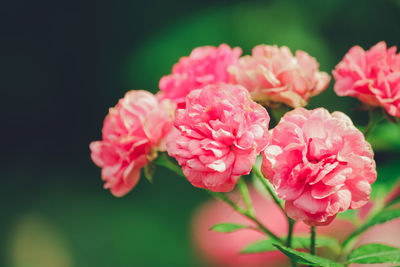 Close-up of pink flowering plant