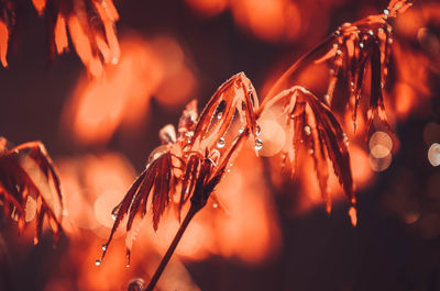 Close-up of wet plant at night