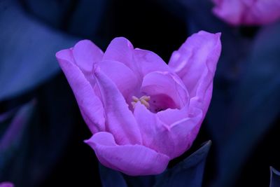 Close-up of pink rose flower