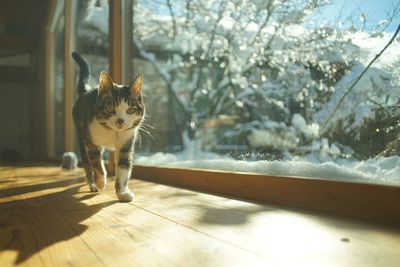 Portrait of cat
