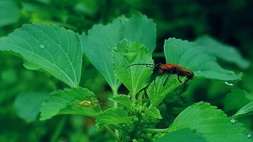 Close-up of insect on leaf