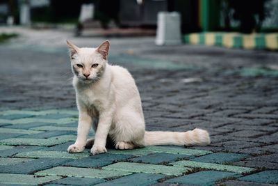Portrait photo of a cat sitting on the street in front of the house