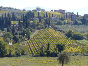 Scenic view of agricultural field against sky