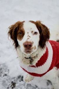 Close-up portrait of a dog