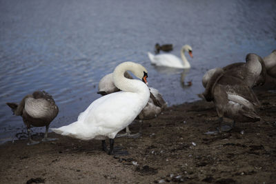 Swans at lakeshore