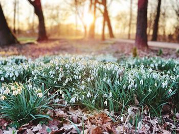 Close-up of flowering plants on field