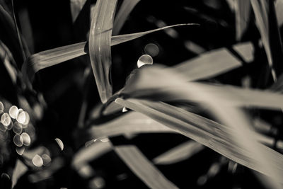 Close-up of leaves