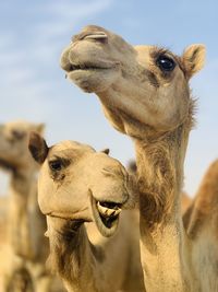 Camels against sky