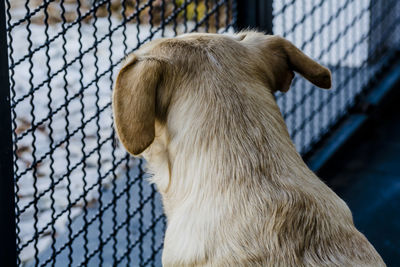 Close-up of dog looking at chainlink fence