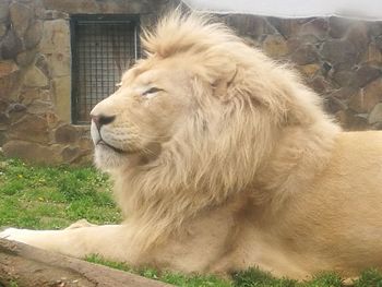 Close-up of lion