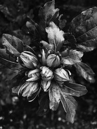 Close-up of flower against blurred background