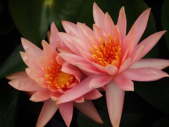 Close-up of orange flower