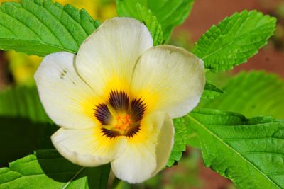 Close-up of yellow flowering plant