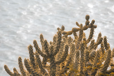 Close-up of plant on beach against sky