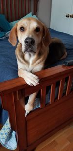 Portrait of dog sitting on railing at home